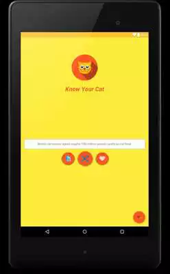 Know Your Cat - Facts online game with UptoPlay