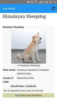 Play Know Your Dogs