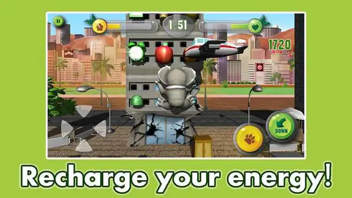 Play Koala Crush