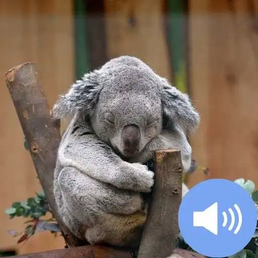 Play Koala Sounds and Wallpapers APK Play Koala Sounds and Wallpapers APK