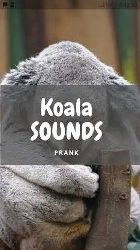 Play Koala Sounds and Wallpapers  and enjoy Koala Sounds and Wallpapers with UptoPlay Play Koala Sounds and Wallpapers  and enjoy Koala Sounds and Wallpapers with UptoPlay