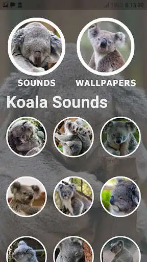 Play Koala Sounds and Wallpapers as an online game online Koala Sounds and Wallpapers with UptoPlay com.postudia.koalasounds Play Koala Sounds and Wallpapers as an online game Koala Sounds and Wallpapers with UptoPlay