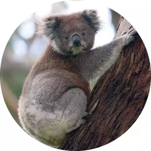 Free play online Koala Sounds APK