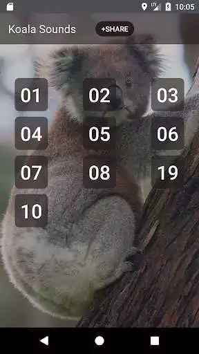 Play Koala Sounds
