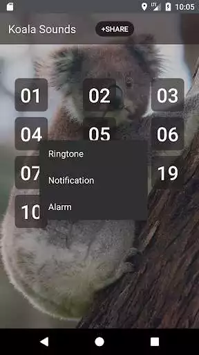 Play Koala Sounds