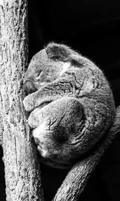Play Koala Taking A Nap LWP