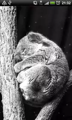 Play Koala Taking A Nap LWP