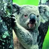 Free play online Koala Wallpapers HD APK Free play online Koala Wallpapers HD APK