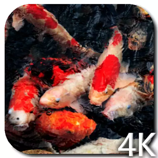 Play Koi 4K Video Live Wallpaper APK