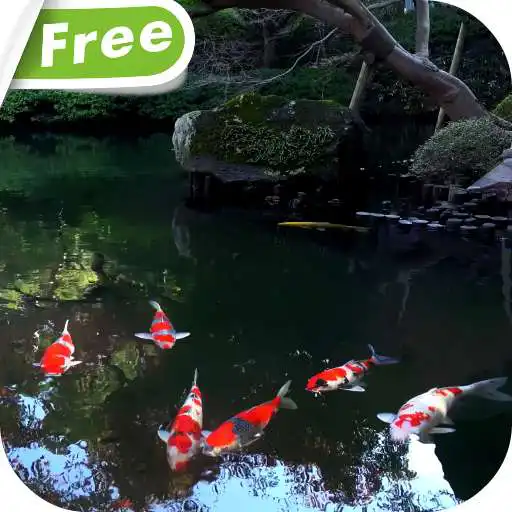 Free play online Koi Fish Free Video Wallpaper APK
