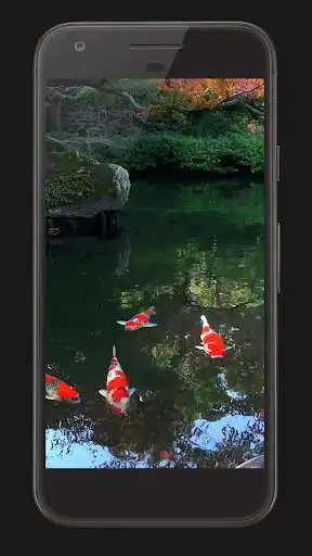Play Koi Fish Free Video Wallpaper Play Koi Fish Free Video Wallpaper