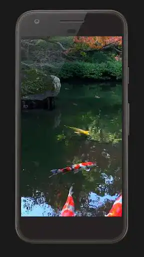 Play Koi Fish Free Video Wallpaper Play Koi Fish Free Video Wallpaper