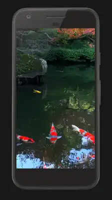 Play Koi Fish Free Video Wallpaper Play Koi Fish Free Video Wallpaper
