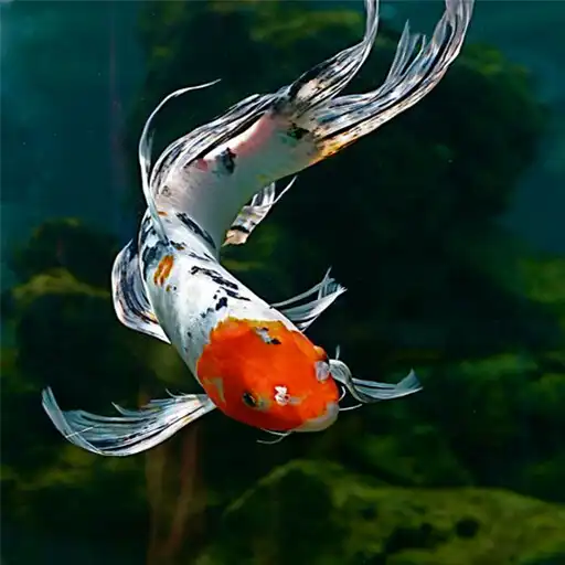 Play Koi Fish Guide - Farming, Care, Maintenance APK Play Koi Fish Guide - Farming, Care, Maintenance APK