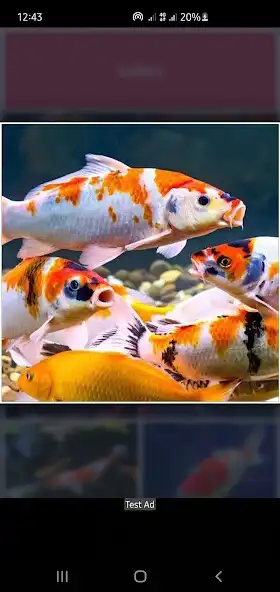 Play Koi Fish Guide - Farming, Care, Maintenance as an online game Koi Fish Guide - Farming, Care, Maintenance with UptoPlay