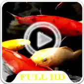 Free play online Koi Fish HD Video LWP APK Free play online Koi Fish HD Video LWP APK