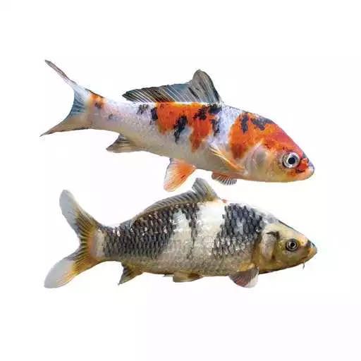 Free play online Koi Fish APK Free play online Koi Fish APK