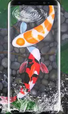 Play Koi Fish Live Wallpaper 3D: Aquarium Background HD