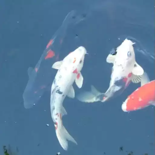 Free play online Koi Fish Live Wallpaper APK Free play online Koi Fish Live Wallpaper APK