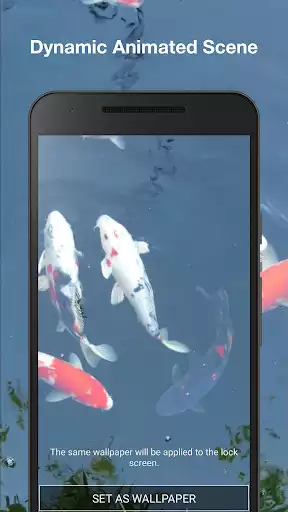 Play Koi Fish Live Wallpaper