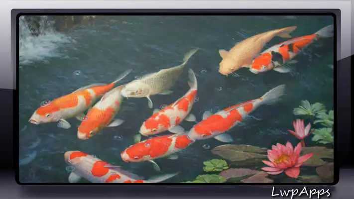Play Koi Fish Pack 3 Wallpaper