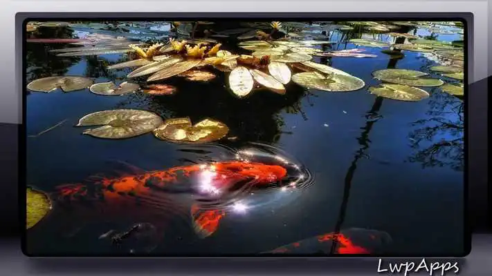Play Koi Fish Pack 3 Wallpaper