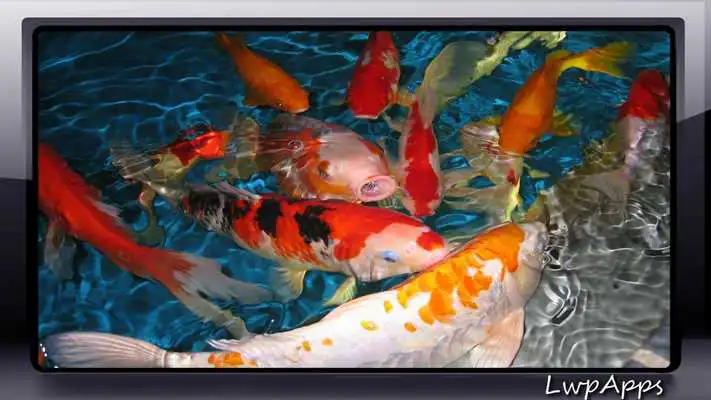 Play Koi Fish Pack 3 Wallpaper