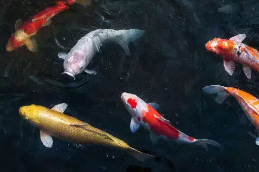 Play Koi Fish
