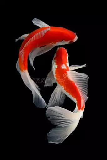 Play Koi Fish