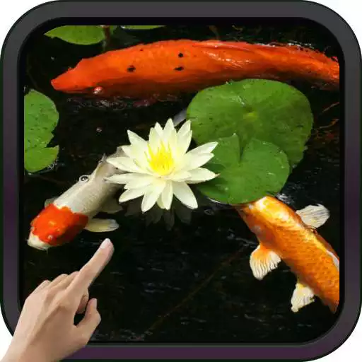 Play Koi Fish Video Live Wallpaper APK