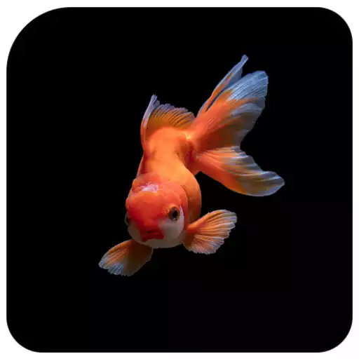 Play Koi Fish Wallpaper APK Play Koi Fish Wallpaper APK