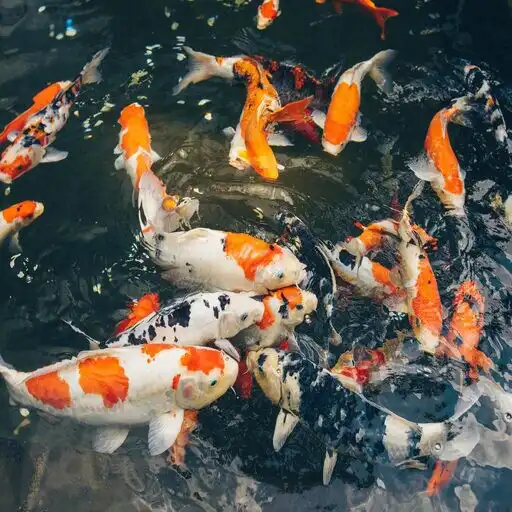 Play Koi Fish Wallpapers HD APK