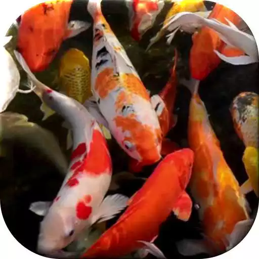 Free play online Koi live wallpaper APK