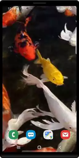 Play Koi live wallpaper Play Koi live wallpaper