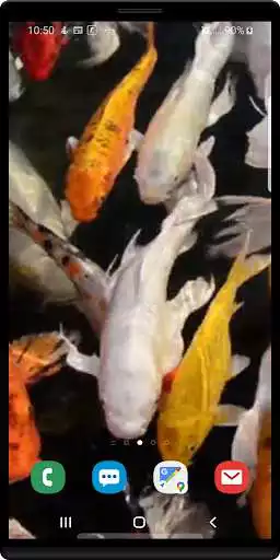 Play Koi live wallpaper Play Koi live wallpaper