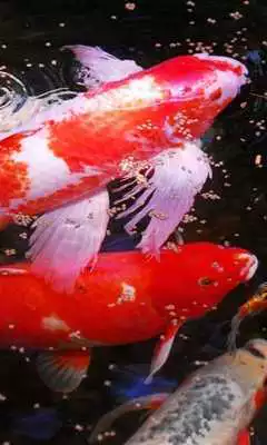 Play Koi live wallpaper Play Koi live wallpaper