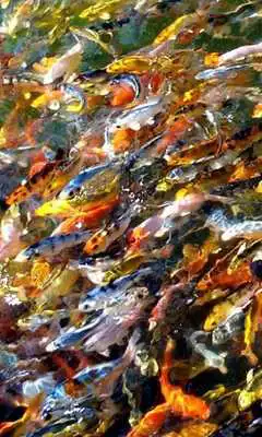 Play Koi live wallpaper Play Koi live wallpaper