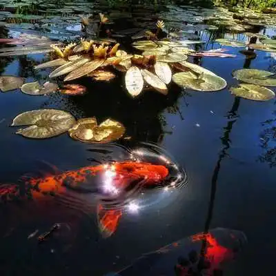 Play Koi Live Wallpapers as an online game Koi Live Wallpapers with UptoPlay