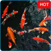 Free play online Koi Wallpaper - Moving Screen APK