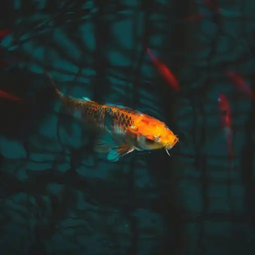 Play Koi Wallpapers APK
