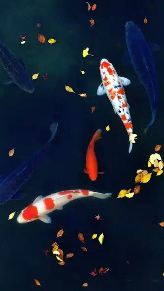 Play Koi Wallpapers  and enjoy Koi Wallpapers with UptoPlay