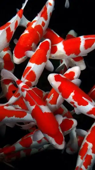 Play Koi Wallpapers as an online game Koi Wallpapers with UptoPlay