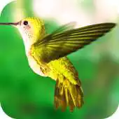 Free play online Kolibri Magic Live Wallpaper APK