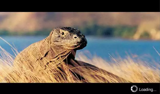 Play Komodo Dragon as an online game Komodo Dragon with UptoPlay