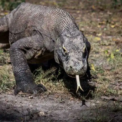 Play Komodo Dragon Wallpaper APK