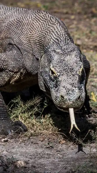 Play Komodo Dragon Wallpaper and enjoy Komodo Dragon Wallpaper with UptoPlay Play Komodo Dragon Wallpaper and enjoy Komodo Dragon Wallpaper with UptoPlay