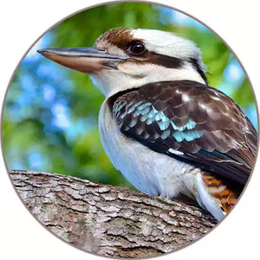 Play Kookaburra Sounds APK Play Kookaburra Sounds APK