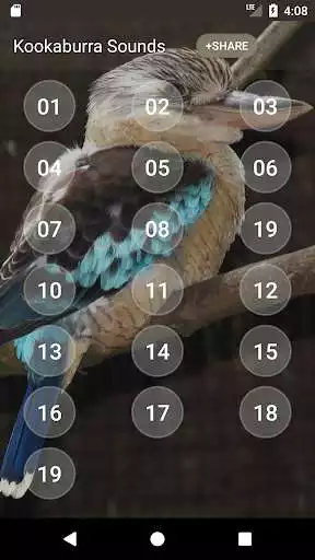 Play Kookaburra Sounds as an online game Kookaburra Sounds with UptoPlay