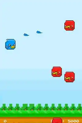 Play Kooky Birds