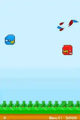 Play Kooky Birds